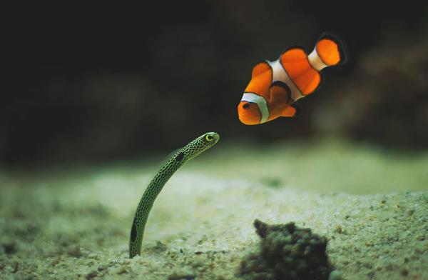 Bir soytar bal ve ylan bal ilk kez karlayor.