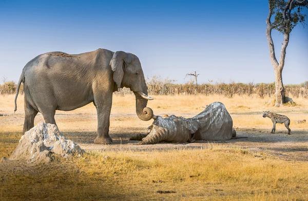 len arkadann cesedini koruyan bir fil.