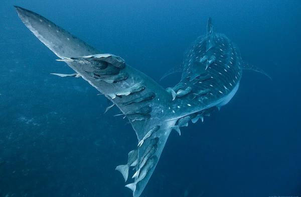 Balina kpek balna tutunup bedava yolculuk yapan otostopular.