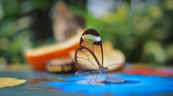 Zarafetiyle byleyen cam kanatl kelebek.