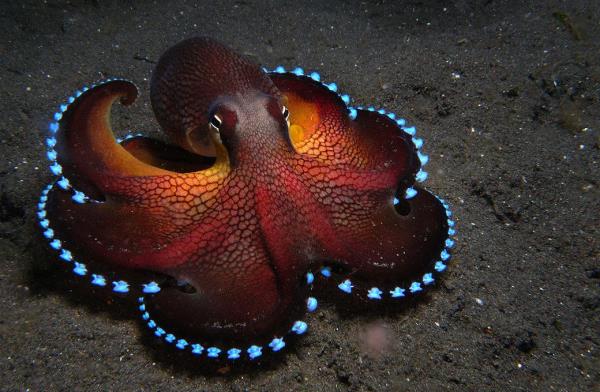 Pasifik Okyanusu'nun tropikal sularnda dolaan zarif ebruli ahtapot