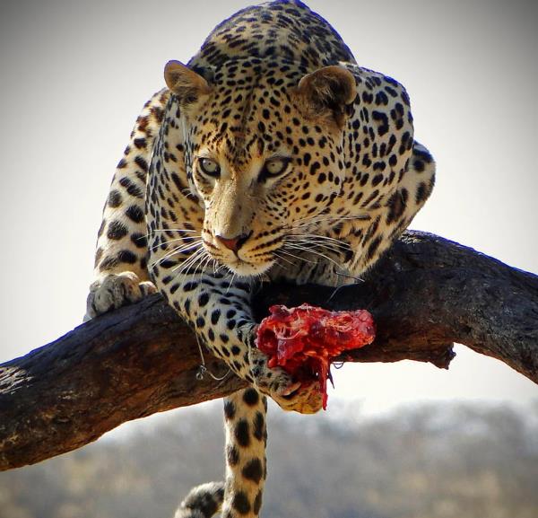 Bir leopar hak ederek avlad yemeini huzur iinde yemek iin aaca km.