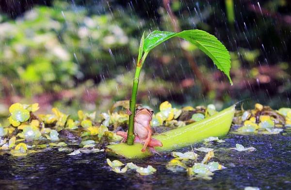 Bir kurbaa el yapm salyla bilinmeze doru gidiyor.