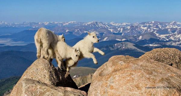 4267 metre ykseklikte oyun oynayan kei yavrular.