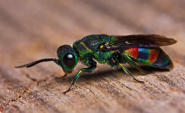 Harika renklere sahip guguk ars.