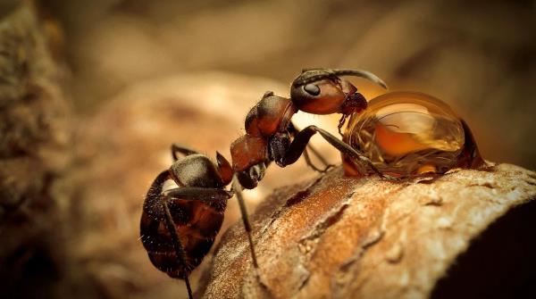 Su damlasnda susuzluunu gideren karnca.