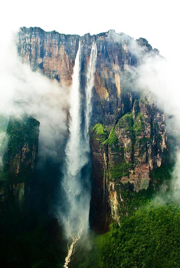 Angel elalesi, Venezuela