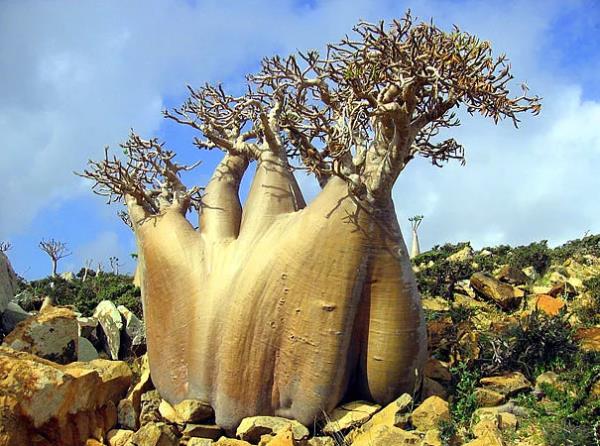 Socotra Adas, Yemen