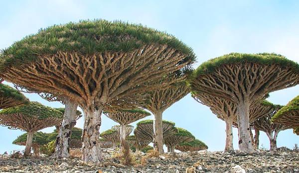 Socotra Adas, Yemen