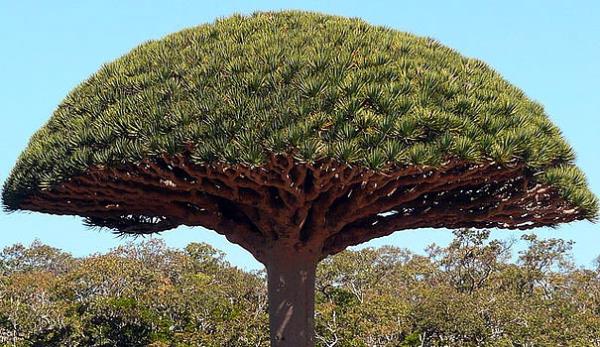 Socotra Adas, Yemen