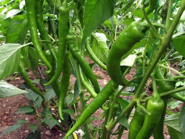 Biber kzartmas yapmaynz, kzartma yapmak yan yanmasna sebep olduu iin kanser, diyabet ve kalp hastalklar riskini artrr.