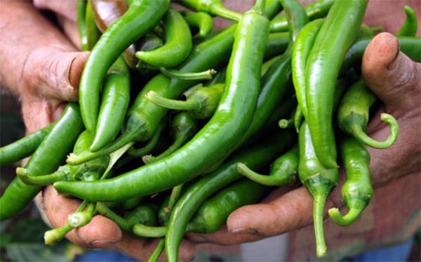 eriindeki P vitamini atardamar ve toplardamar sal iin nemlidir. Damarlarn yumuamasna ve kanamaya kar etkilidir.