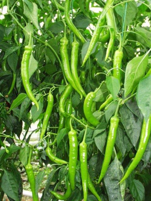 Baklk sistemini kuvvetlendirir. Kansere kar etkilidir.