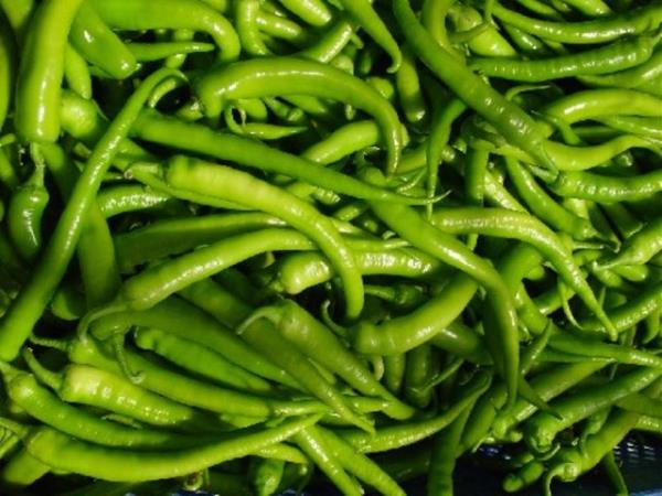 Bronit ve grip gibi hastalklarda faydaldr.