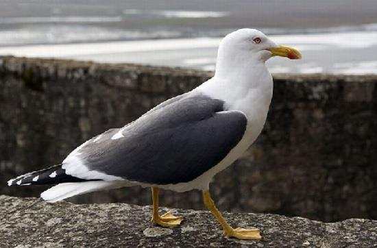 Manastrn nemli ksm mze zelliinde. Bir blmnde hl az sayda din adam yayor. Tepedeki kilisenin terasnda olaanst bir manzara bekliyor sizi.