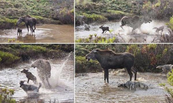 ABD'de Alaska geyi�i yeni d�nyaya getirdi�i yavrusunu kurtlardan korumak i�in ola�an�st� bir m�cadele verdi.