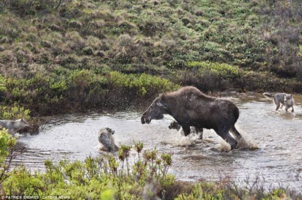 K���k bir g�lette yavrusunu korumak i�in kurtlarla m�cadele eden geyik, sonunda �aresiz kald�.