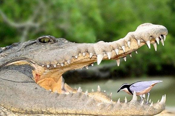 Vah�i hayvanlar�n avland�klar� anlar...