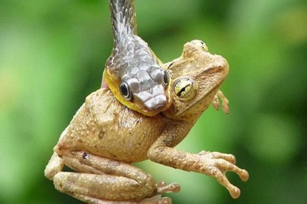 Vah�i hayvanlar�n avland�klar� anlar...