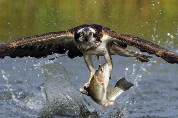 Vah�i hayvanlar�n avland�klar� anlar...