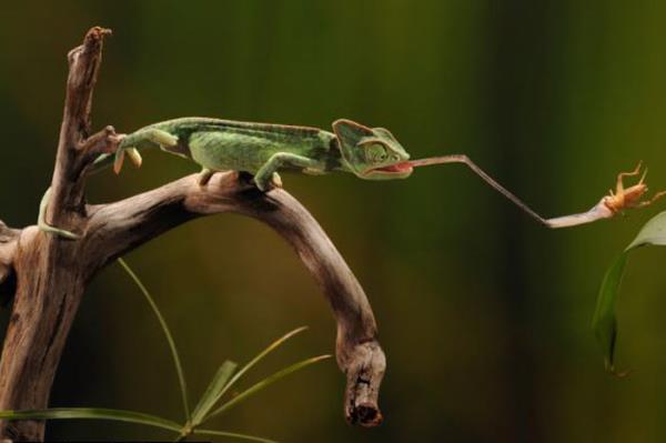 Vah�i hayvanlar�n avland�klar� anlar...