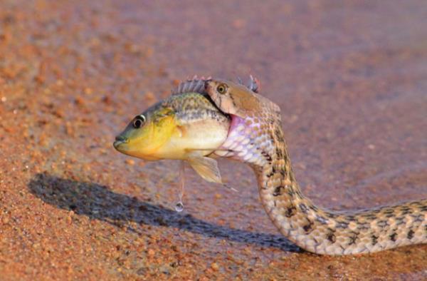 Vah�i hayvanlar�n avland�klar� anlar...