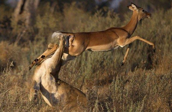 Vah�i hayvanlar�n avland�klar� anlar...