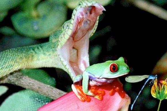 Vah�i hayvanlar�n avland�klar� anlar...