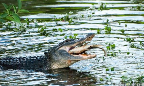 Vah�i hayvanlar�n avland�klar� anlar...