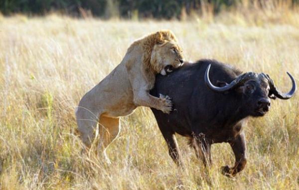 Vah�i hayvanlar�n avland�klar� anlar...