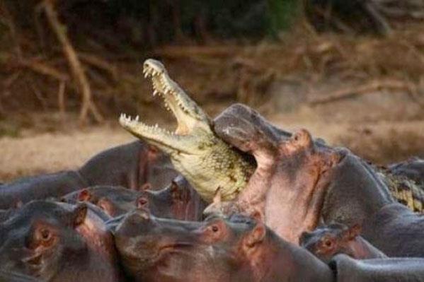 Vah�i hayvanlar�n avland�klar� anlar...