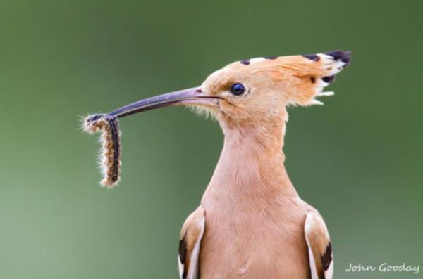 Vah�i hayvanlar�n avland�klar� anlar...