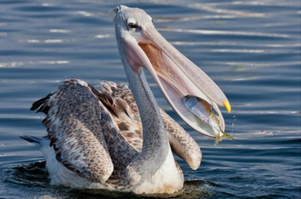 Vah�i hayvanlar�n avland�klar� anlar...