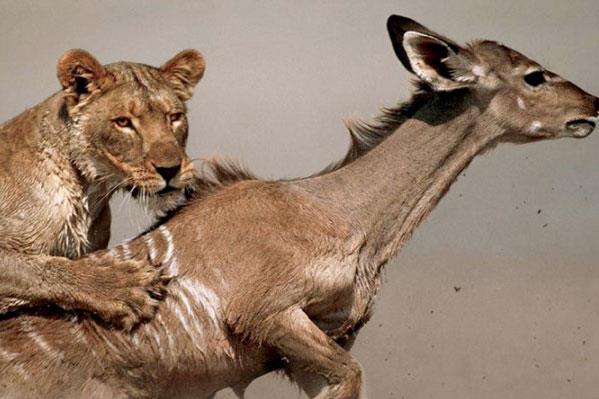 Vah�i hayvanlar�n avland�klar� anlar...