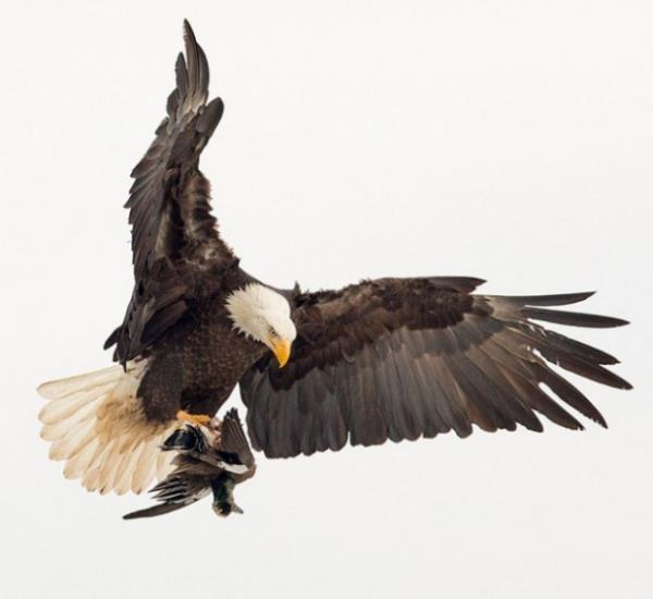 Vah�i hayvanlar�n avland�klar� anlar...