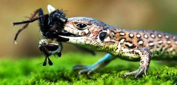 Vah�i hayvanlar�n avland�klar� anlar...