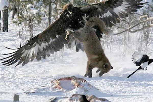 Vah�i hayvanlar�n avland�klar� anlar...