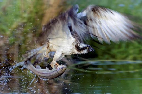 Vah�i hayvanlar�n avland�klar� anlar...