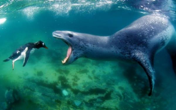 Vah�i hayvanlar�n avland�klar� anlar...