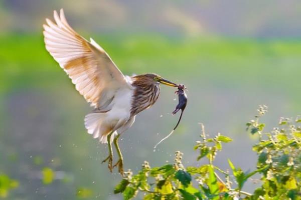 Vah�i hayvanlar�n avland�klar� anlar...