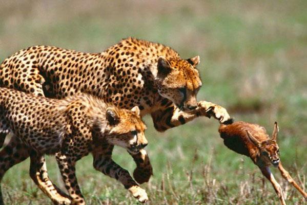 Vah�i hayvanlar�n avland�klar� anlar...