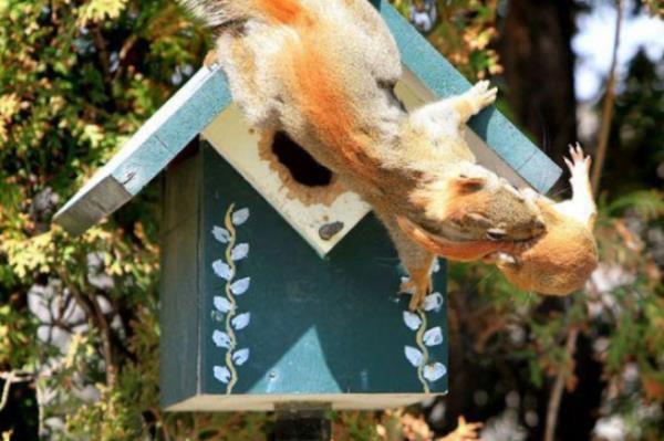 Bugne kadar anne leoparn yavrusunu tadn, anne kularn yumurtalarn sakladklarn, hatta farkl trlerden `annelerin` baka yavrular emzirdiklerini grm olabilirsiniz. Ama sincaplarn yavrularn tadklar nadir fotoraflanan bir olay... Kanada`da grntlenen bu sincap yrtc kularn olas gazabndan korumak iin yavrusunu emniyetli bir yere tayor.