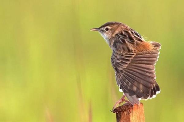 simleri, cinsleri, yaamlar ksacas her eyleri birbirinden farkl. Ancak hepsini birletiren bir ey var. O da yavrularna kar gsterdikleri karlksz sevgi ve merhamet. Sabrszlkla yiyecek bekleyen yavrular ile onlara durmadan, telala yiyecek tayan anneleri, bu karelere yansd..