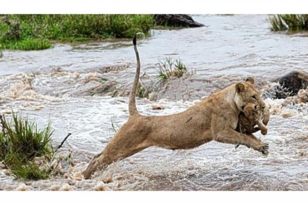 Yunan fotoraf Kyriakos Kaziras tarafndan ekilen arpc grntlerde, anne aslan 9 aylk yavrusunu, nehirden karya geirmeye alyor. Anne aslan hem azgn sulara kaplmamak iin mcadele ederken hem de yavrusunu tayor. Yunan fotoraf gittii bir gezi srasnda bu kareyi yakaladn ve ok etkilendiini dile getirdi. Yavrusunu sorunsuz nehirden karya geiren anne aslan, Yunan fotoraf tarafndan byle grntlendi.