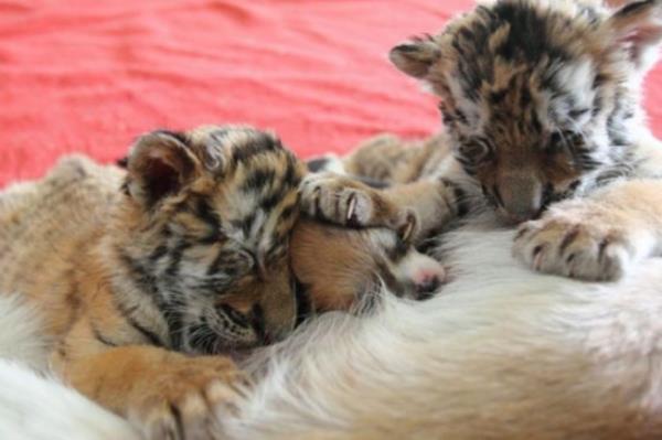 in?deki Hangzhou Hayvanat Bahesi?nde iki Sibirya kaplan douran anne kaplann yavrularn emzirmeyi reddetmesi zerine, kaplanlara stannesi bulundu. Hayvanat bahesinin yaknlarndaki bir kyden getirilen yeni doum yapm Xiao Wang adndaki kpek, kendi yavrularyla birlikte kk kaplanlar da emziriyor. Yavru kaplanlarn itahlarnn ortalama bir kpeinkine gre fazla olmas Xiao Wang? zorlamasna ramen, anne kpek btn yavrular ayn anda besleyebiliyor.