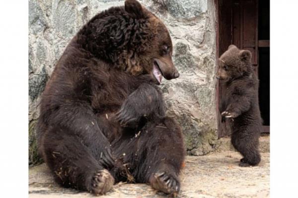 Ukrayna?da Hayvanat Bahesi?nde anne aynn yavrusunu azarlamas grntlendi. Ukrayna?nn Simferopol Hayvanat Bahesi?nde anne aynn yavrusunu azarlamas an be an grntlendi. Tatyana Zherebtsova?nn ektii grntlerde anne ay, kendisini kzdran yavrusunu nce ensesinden azyla tuttu, daha sonra savurdu. Kzgnl gemeyen anne ay, yavrusunu karsna alp, ?Bir daha kendisini zmemesi?? konusunda sz ald. Olay, scak bir sarlmayla tatlya baland.