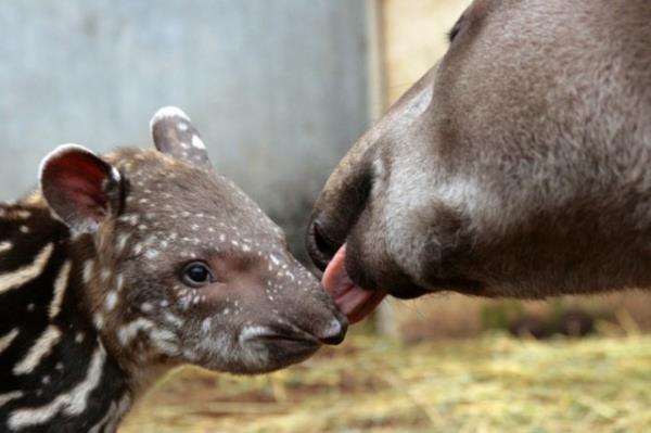 Ayn yerde bulunan bir fil ile anne su aygr kar karya geldi. Filin yavrusuna ok yaklatn gren anne su aygr dev hayvann zerine yrd. stne gelen su aygrn hortumuyla kavrayan fil, koca hayvan yere ald. Namibya?nn Erindi Doal Park?nda yaanan bu ilgin kavgay vahi yaam fotorafs Rian van Schalkwyk, kare kare grntlemeyi baard. Filin saldrs sonucunda havada ters dnen su aygr yerde birka takla attktan sonra ayaa kalkt.
