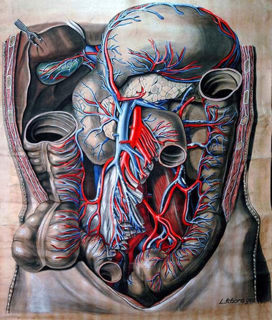 <p><b>Mideniz neden kendini sindiremez? </b></p>Bunun sebebi mide hcrelerinin yapmnn imhasndan daha ksa srmesidir.