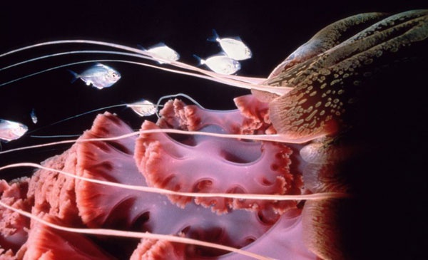 Kendisi Pasifik Okyanusu'nun California kysndaki Channel Adalar'ndan dokungalarnn tehlikesiyle nl bir deniz anasa tr.