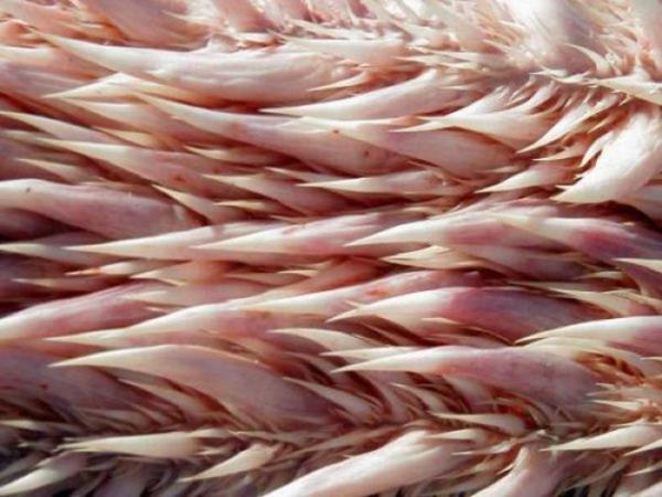 2 metreye ulaabilen boyu ve 600 kilograma varabilen arlyla, yaayan en byk deniz kaplumbaasdr.